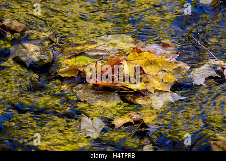 Riflessi di autunno in una foresta pond. Foto Stock