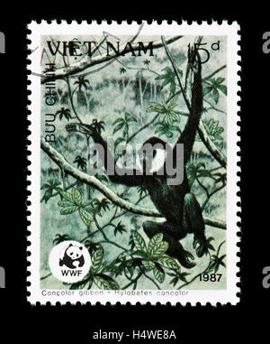 Francobollo dal Vietnam raffiguranti bianco-cheeked Gibbons (Hylobates concolor) Foto Stock