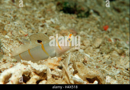 Randall's Shrimp ghiozzo o arancio-striscia boreale ghiozzo (Amblyeleotris randalli), Wakatobi., Celebes Mare, Sulawesi, Indonesia Foto Stock