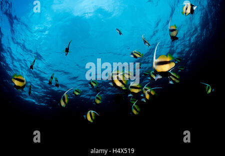 Mar Rosso (Bannerfish Heniochus intermedius), Mar Rosso, Gibuti, Africa Foto Stock