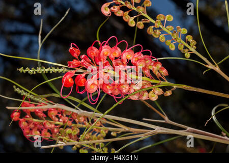 Cluster di stordimento rosso vivace di Fiori & Foglie di Grevillea longistyla, millefiori australiano in habitat naturale su dk bckground Foto Stock