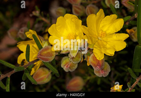 Cluster di vividi fiori gialli, rosso tinge le gemme & foglie verdi di fiori selvaggi australiano Hibbertia linearis su sfondo scuro Foto Stock