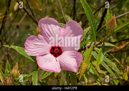 Bellissimi fiori selvaggi Australiano, fiore rosa e rosso scuro di gola, il verde delle foglie e germogli di piante native Hibiscus splendens Foto Stock