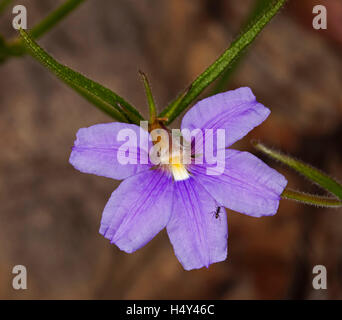 Vivid color porpora fiore ventola & foglie, Scaevola ramosissima con insetto su petali cresce allo stato selvatico in Australia su sfondo scuro Foto Stock