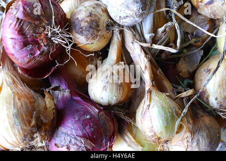 Appena raccolto le cipolle essiccazione in un fienile in Herefordshire, Regno Unito Foto Stock