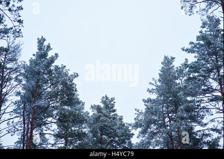 Coperto di neve e alberi di pino della foresta contro il cielo Foto Stock