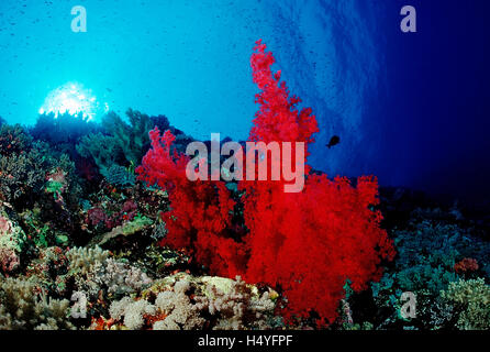 Colorata barriera corallina, Taba, Sinai, Mar Rosso, Egitto Foto Stock