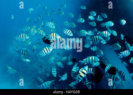 Secca del Sergente Maggiore pesce o Píntano (Abudefduf saxatilis), Marsa Alam, Mar Rosso, Egitto, Africa Foto Stock