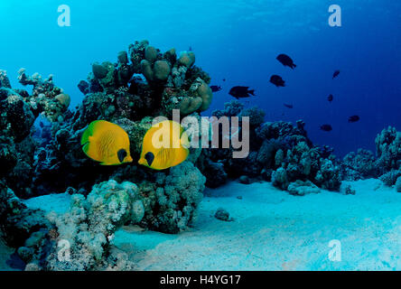 Butterflyfish mascherato (Chaetodon semilarvatus), Sharm el Sheikh, Sinai, Mar Rosso, Egitto, Africa Foto Stock