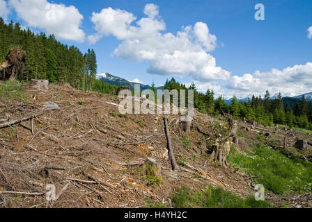 Chiara-taglio nel Kalkalpen National Park, Austria superiore, Austria, Europa Foto Stock