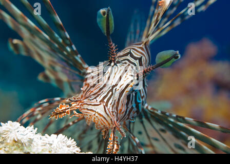 Indian diavolo Firefish o leone (pterois miles), Mar Rosso, Egitto, Africa Foto Stock
