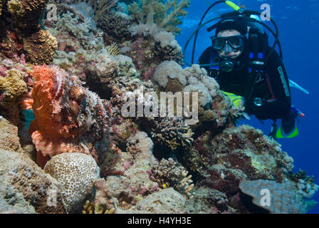 Tassled scorfani (Scorpaenopsis oxycephala), Mar Rosso, Egitto, Africa Foto Stock