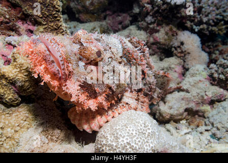 Tassled scorfani (Scorpaenopsis oxycephala), Mar Rosso, Egitto, Africa Foto Stock