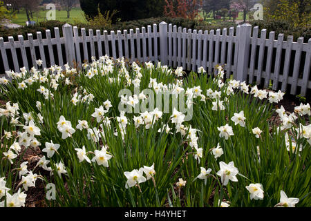 Fioritura di Narcisi, molla in Westfalenpark, Dortmund, la zona della Ruhr, Renania settentrionale-Vestfalia Foto Stock