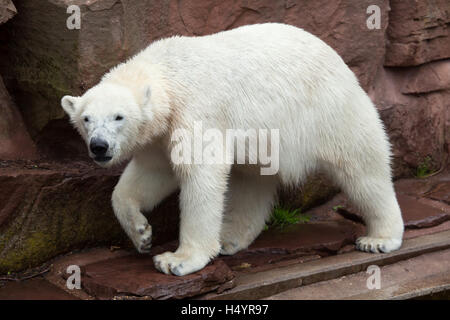 Orso polare (Ursus maritimus) presso lo Zoo di Norimberga a Norimberga, Baviera, Germania. Foto Stock