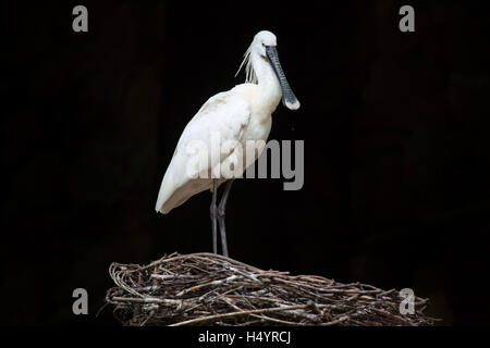 Eurasian spatola (Platalea leucorodia), noto anche come il comune spatola. La fauna animale. Foto Stock