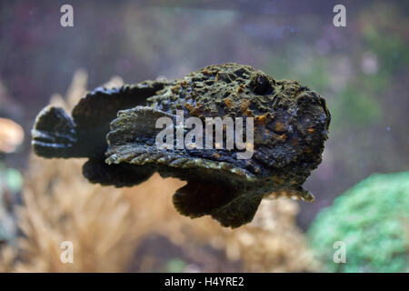 Reef pesci pietra (Synanceia verrucosa), noto anche come il pesce pietra. La fauna animale. Foto Stock
