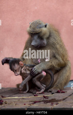 La Guinea babbuino (Papio papio). Babbuino femmina con il suo neonato presso lo Zoo di Norimberga a Norimberga, Baviera, Germania. Foto Stock