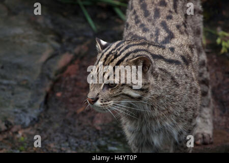 La pesca cat (Prionailurus viverrinus) presso lo Zoo di Norimberga a Norimberga, Baviera, Germania. Foto Stock