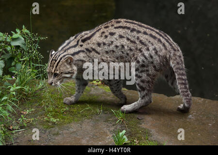 La pesca cat (Prionailurus viverrinus) presso lo Zoo di Norimberga a Norimberga, Baviera, Germania. Foto Stock