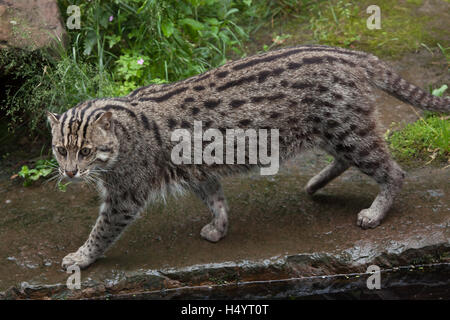 La pesca cat (Prionailurus viverrinus) presso lo Zoo di Norimberga a Norimberga, Baviera, Germania. Foto Stock