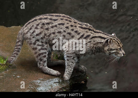 La pesca cat (Prionailurus viverrinus) presso lo Zoo di Norimberga a Norimberga, Baviera, Germania. Foto Stock