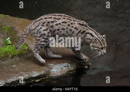 La pesca cat (Prionailurus viverrinus) presso lo Zoo di Norimberga a Norimberga, Baviera, Germania. Foto Stock