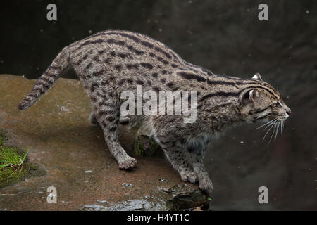 La pesca cat (Prionailurus viverrinus) presso lo Zoo di Norimberga a Norimberga, Baviera, Germania. Foto Stock