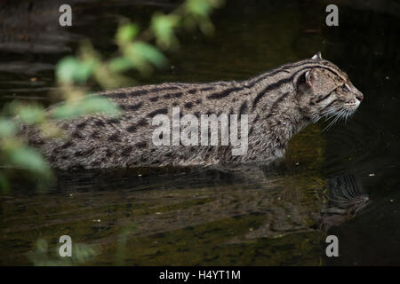 La pesca cat (Prionailurus viverrinus) presso lo Zoo di Norimberga a Norimberga, Baviera, Germania. Foto Stock