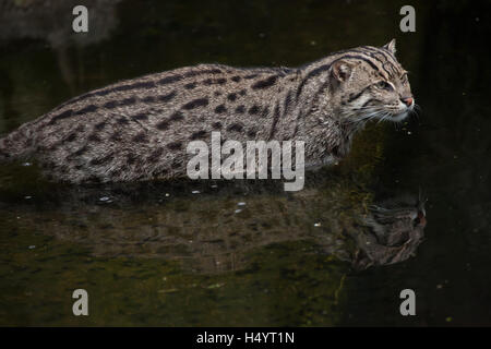 La pesca cat (Prionailurus viverrinus) presso lo Zoo di Norimberga a Norimberga, Baviera, Germania. Foto Stock