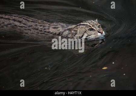 La pesca cat (Prionailurus viverrinus) presso lo Zoo di Norimberga a Norimberga, Baviera, Germania. Foto Stock