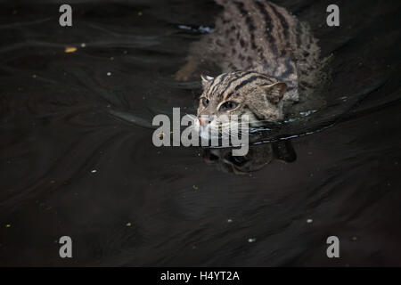 La pesca cat (Prionailurus viverrinus) presso lo Zoo di Norimberga a Norimberga, Baviera, Germania. Foto Stock