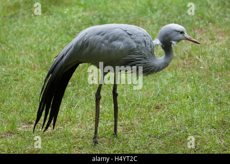 Blue Crane (Grus paradisaea), noto anche come Stanley gru o paradise gru. La fauna animale. Foto Stock