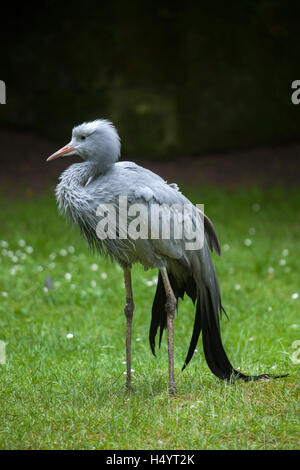 Blue Crane (Grus paradisaea), noto anche come Stanley gru o paradise gru. La fauna animale. Foto Stock