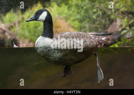 Canada goose (Branta canadensis) presso lo Zoo di Norimberga a Norimberga, Baviera, Germania. Foto Stock