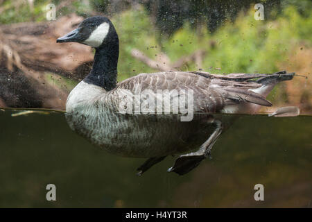 Canada goose (Branta canadensis) presso lo Zoo di Norimberga a Norimberga, Baviera, Germania. Foto Stock