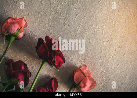 Asciugare le rose sul vecchio pavimento di cemento. Foto Stock