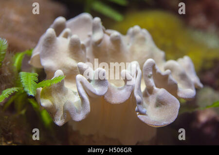 Pelle fungo coral Sarcophyton (sp). La fauna animale. Foto Stock