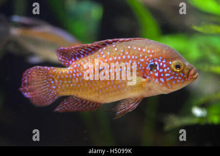 Jewelfish africana (Hemichromis bimaculatus), noto anche come gioiello cichlid jewelfish o. Foto Stock