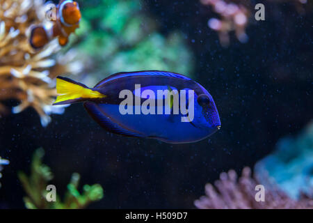 Blu (surgeonfish Paracanthurus hepatus), noto anche come la linguetta blu. La fauna animale. Foto Stock