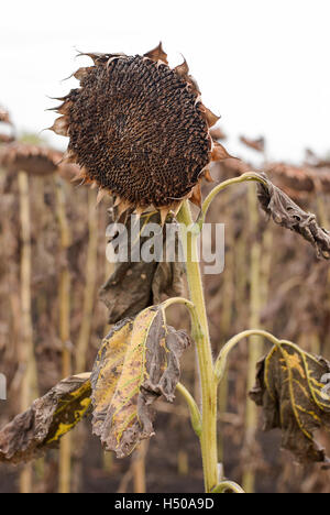 Girasole essiccato su un campo in autunno Foto Stock