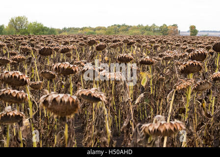 Girasoli essiccato su un campo in autunno Foto Stock