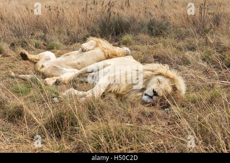 Africa maschio di leone bianco ( panthera leo ) appoggiata Foto Stock