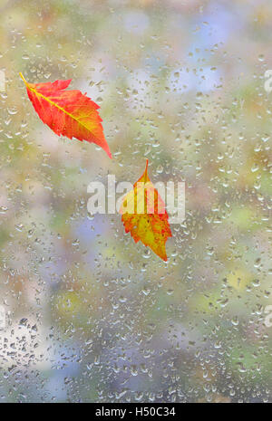 Foglie di autunno sul vetro con acqua naturale scende Foto Stock