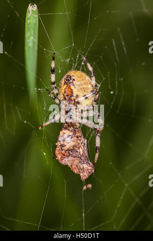 Spider catturato la sua preda, cibo per più tardi Foto Stock