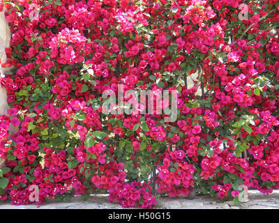 Un primo piano di fiori di Bouganville che crescono in un giardino mediterraneo Foto Stock