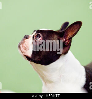 Boston terrier Foto Stock