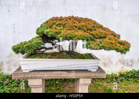 Albero di bonsai nell umile Administrator's Garden, un giardino Cinese di Suzhou, un patrimonio mondiale H Foto Stock