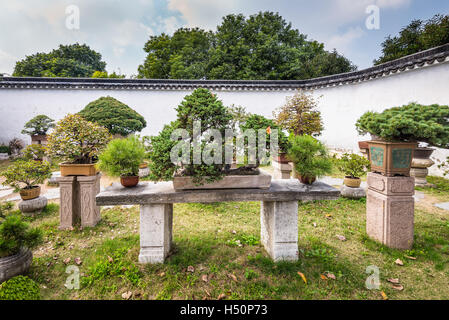 Alberi di Bonsai nell umile Administrator's Garden, un giardino Cinese di Suzhou, un patrimonio mondiale Foto Stock