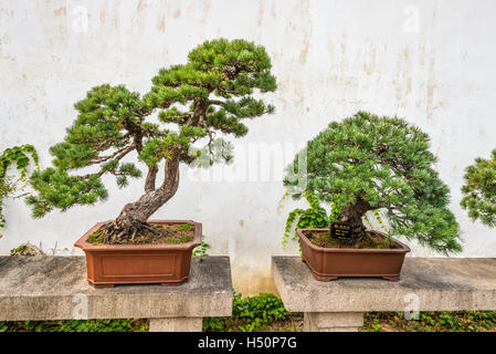 Alberi di Bonsai nell umile Administrator's Garden, un giardino Cinese di Suzhou, un patrimonio mondiale Foto Stock